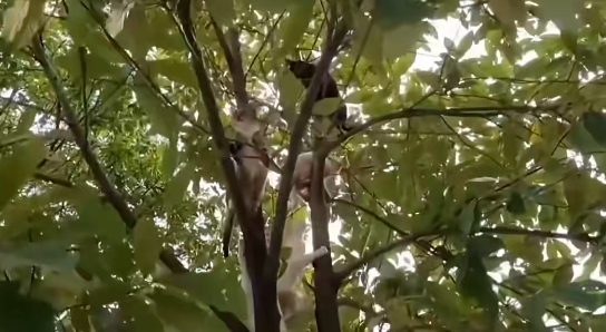 照片來源：小紅書