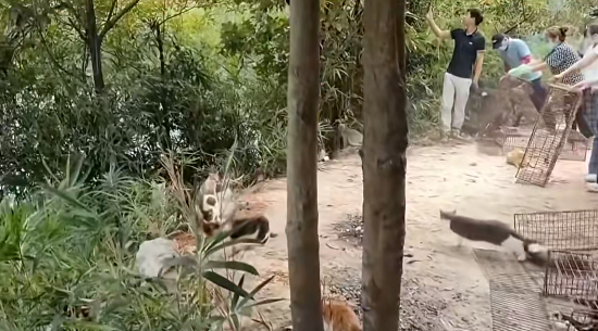 照片來源：小紅書