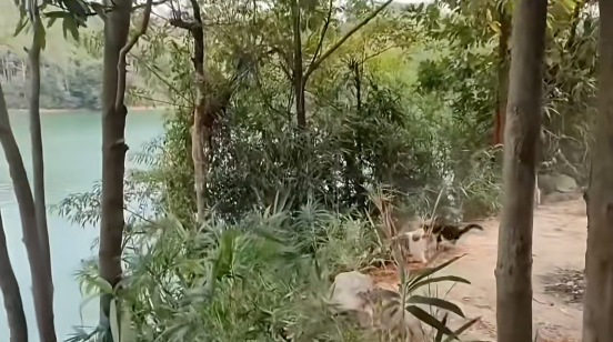 照片來源：小紅書