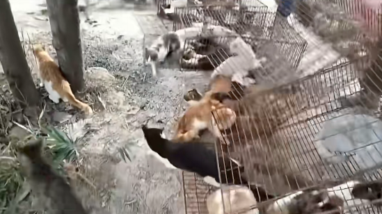 照片來源：小紅書