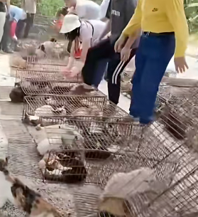 照片來源：小紅書