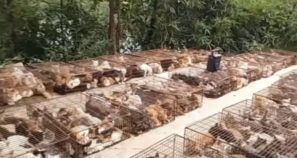 照片來源：小紅書