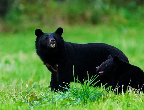 照片來源:X@erinaito_shiba 照片來源:X@erinaito_shiba