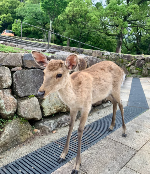 照片來源:小紅書 照片來源:小紅書