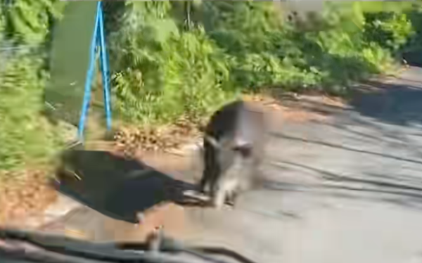 照片來源：小紅書