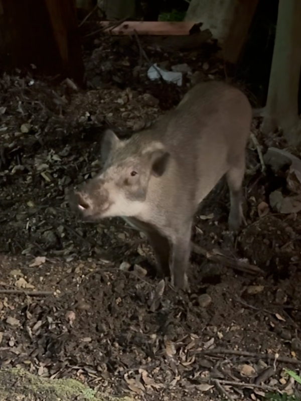 照片來源:小紅書 照片來源:小紅書