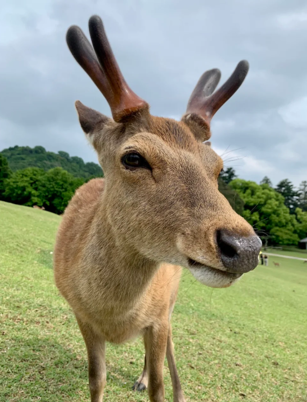 照片來源:小紅書 照片來源:小紅書
