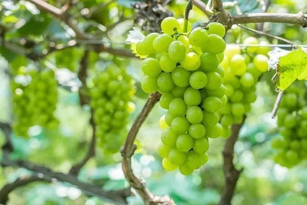 你想變成哪一種水果+為什麼？ 見工面試真實奇怪問題／1情況揀得愈奇怪愈好