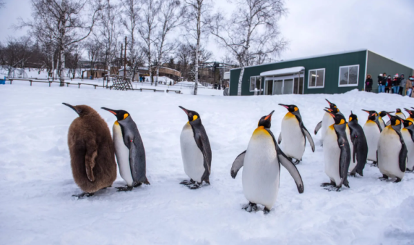圖片來源:好運日本行 圖片來源:好運日本行