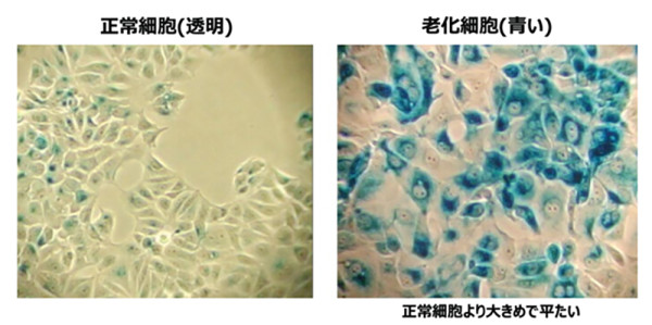 全年最抵!!Return Optima NMN含量升級2倍 15分鐘重啟細胞年輕密碼