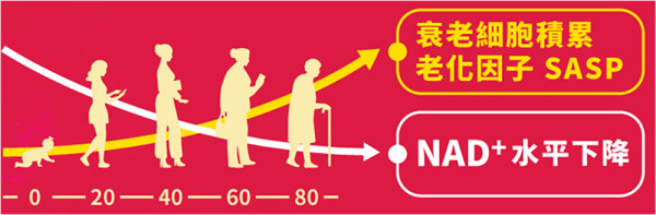全年最抵!!Return Optima NMN含量升級2倍 15分鐘重啟細胞年輕密碼
