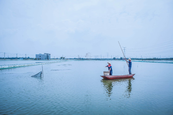 4大超市大閘蟹價格比拼！內地大閘蟹直送香港 京東佳寶「餐公」最平$30隻 平市價一半