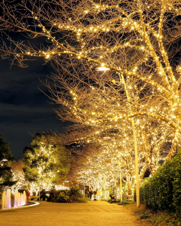 照片來源：小紅書