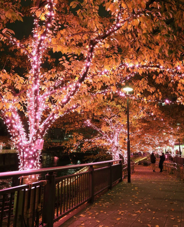 照片來源：小紅書