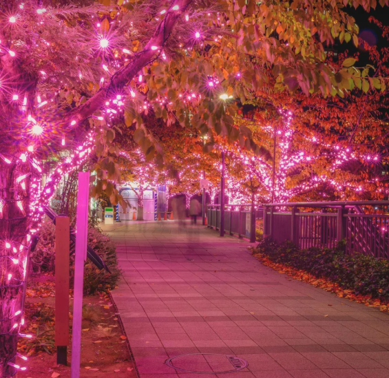 照片來源：小紅書