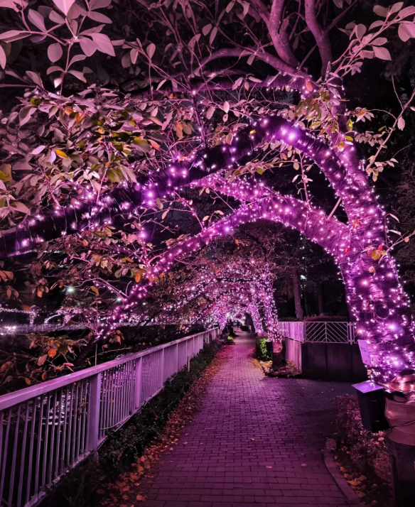 照片來源：小紅書