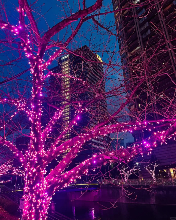 照片來源：小紅書