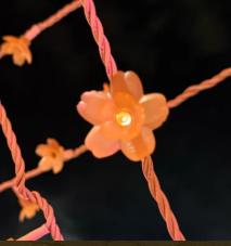 照片來源：小紅書