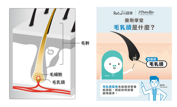 男性20歲開始脫髮? 1分鐘自我檢測:你的毛囊是否進入「休眠期」? 1招令頭髮大腦「毛乳頭」重生