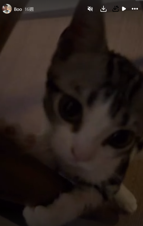 42歲阿Sa蔡卓妍被爆新戀情撻著大隻健身教練！靚仔男友抱貓傳情姐弟戀意外洩蜜