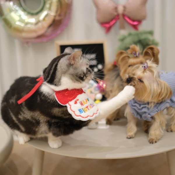 42歲阿Sa蔡卓妍被爆新戀情撻著大隻健身教練！靚仔男友抱貓傳情姐弟戀意外洩蜜