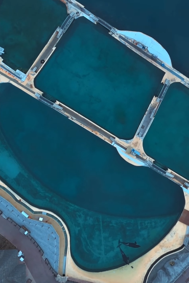 法國廢棄海洋公園殺人鯨母子困絕境 無人機拍下心酸一幕！絕望「表演」引人心碎 