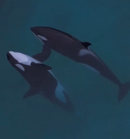 法國廢棄海洋公園殺人鯨母子困絕境 無人機拍下心酸一幕！絕望「表演」引人心碎 