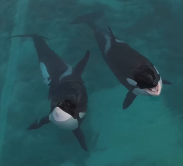 法國廢棄海洋公園殺人鯨母子困絕境 無人機拍下心酸一幕！絕望「表演」引人心碎 