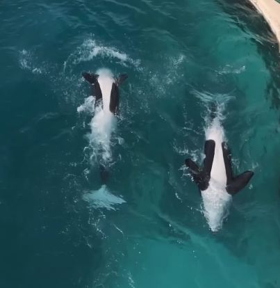 法國廢棄海洋公園殺人鯨母子困絕境 無人機拍下心酸一幕！絕望「表演」引人心碎 