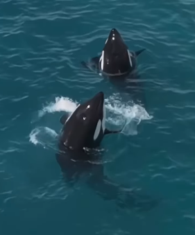 法國廢棄海洋公園殺人鯨母子困絕境 無人機拍下心酸一幕！絕望「表演」引人心碎 