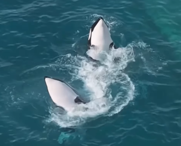法國廢棄海洋公園殺人鯨母子困絕境 無人機拍下心酸一幕！絕望「表演」引人心碎 