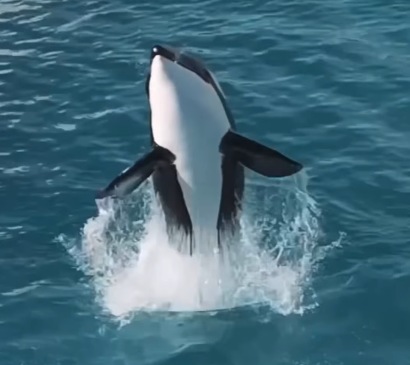 法國廢棄海洋公園殺人鯨母子困絕境 無人機拍下心酸一幕！絕望「表演」引人心碎 