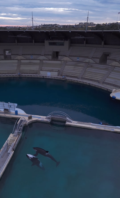 法國廢棄海洋公園殺人鯨母子困絕境 無人機拍下心酸一幕！絕望「表演」引人心碎 