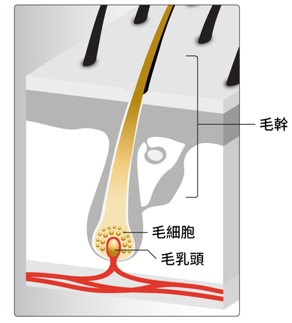 別讓高髮線出賣你的真實年齡！  4個髮型即時救場，1招啟動髮根再生力！