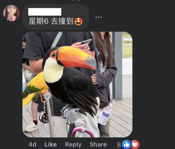 啟德驚現巨型大嘴鳥！街坊以為「假公仔」揭真身竟是人氣網紅：生活比人更精彩