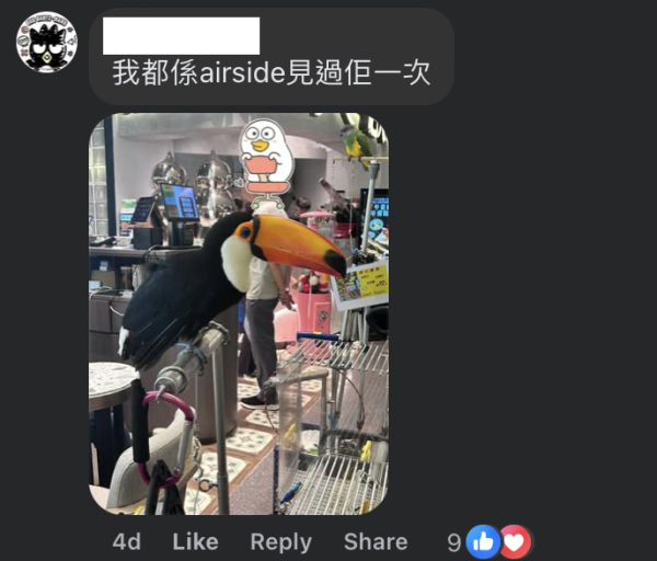 啟德驚現巨型大嘴鳥！街坊以為「假公仔」揭真身竟是人氣網紅：生活比人更精彩