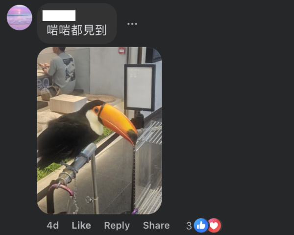 啟德驚現巨型大嘴鳥！街坊以為「假公仔」揭真身竟是人氣網紅：生活比人更精彩
