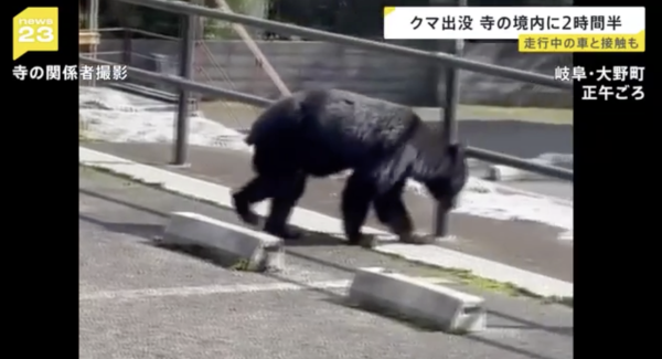 日本熊災｜各地溫泉旅館接連被熊入侵！熊隻闖入酒店搞破壞兼襲擊遊客 