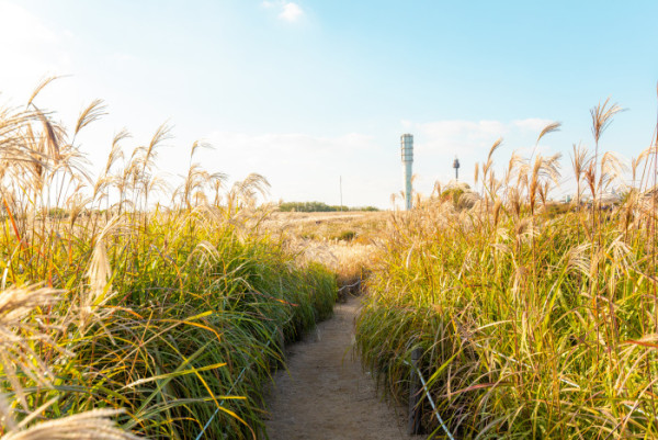 首爾秋季景點6森林公園賞秋葉秘境︰天空公園紫芒、首爾林銀杏影靚相 