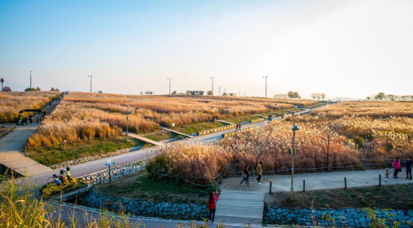 首爾秋季景點6森林公園賞秋葉秘境︰天空公園紫芒、首爾林銀杏影靚相 