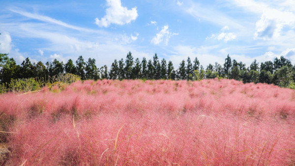 首爾秋季景點6森林公園賞秋葉秘境︰天空公園紫芒、首爾林銀杏影靚相 