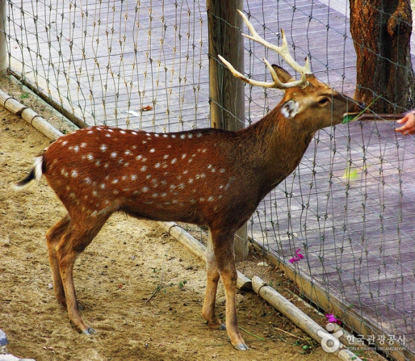 首爾秋季景點6森林公園賞秋葉秘境︰天空公園紫芒、首爾林銀杏影靚相 