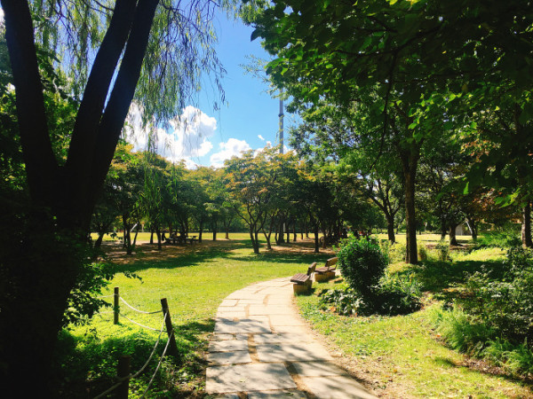 首爾秋季景點6森林公園賞秋葉秘境︰天空公園紫芒、首爾林銀杏影靚相 