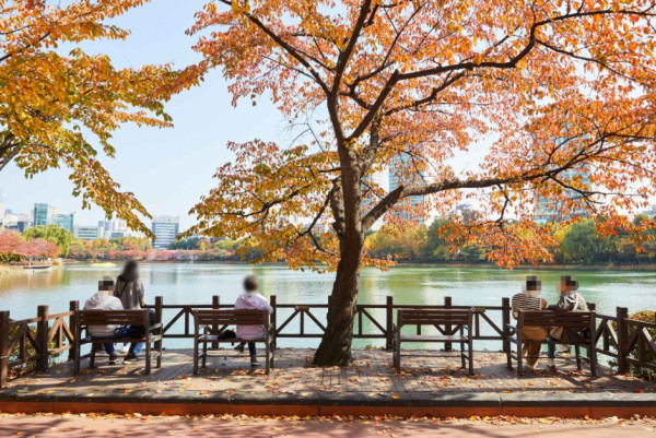 首爾秋季景點6森林公園賞秋葉秘境︰天空公園紫芒、首爾林銀杏影靚相 