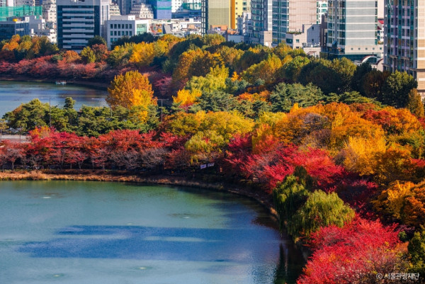 首爾秋季景點6森林公園賞秋葉秘境︰天空公園紫芒、首爾林銀杏影靚相 