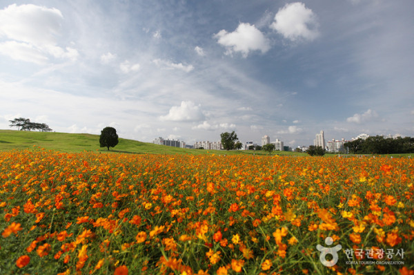 首爾秋季景點6森林公園賞秋葉秘境︰天空公園紫芒、首爾林銀杏影靚相 