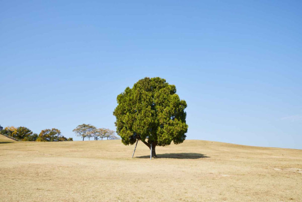 首爾秋季景點6森林公園賞秋葉秘境︰天空公園紫芒、首爾林銀杏影靚相 