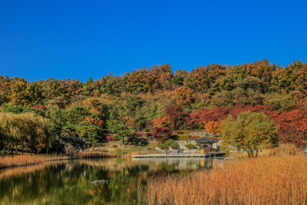 首爾秋季景點6森林公園賞秋葉秘境︰天空公園紫芒、首爾林銀杏影靚相 
