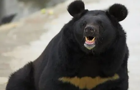 照片來源:網上圖片 照片來源:網上圖片