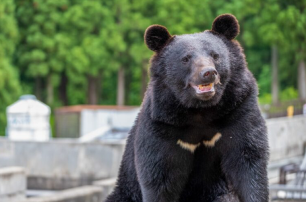 照片來源:網上圖片 照片來源:網上圖片